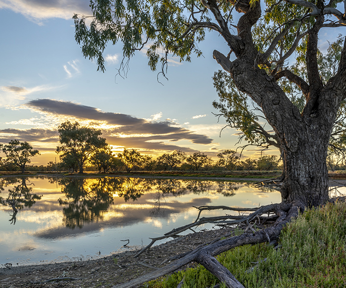 Polygonum Swamp, Darling River, Bourke. Image courtesy of John Spencer