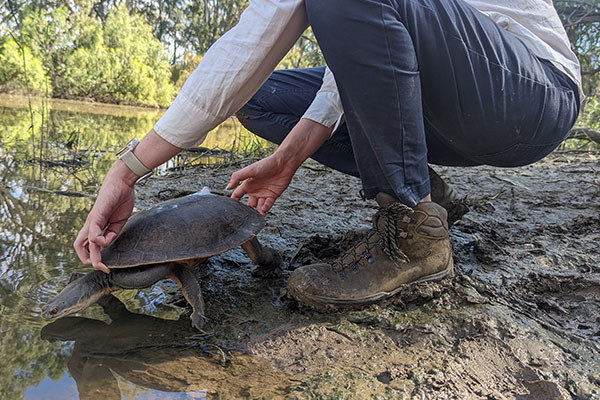 Water staff with Broad-shelled turtle (Chelodina expansa) during the turtle tracking project in the Gwydir floodplain.