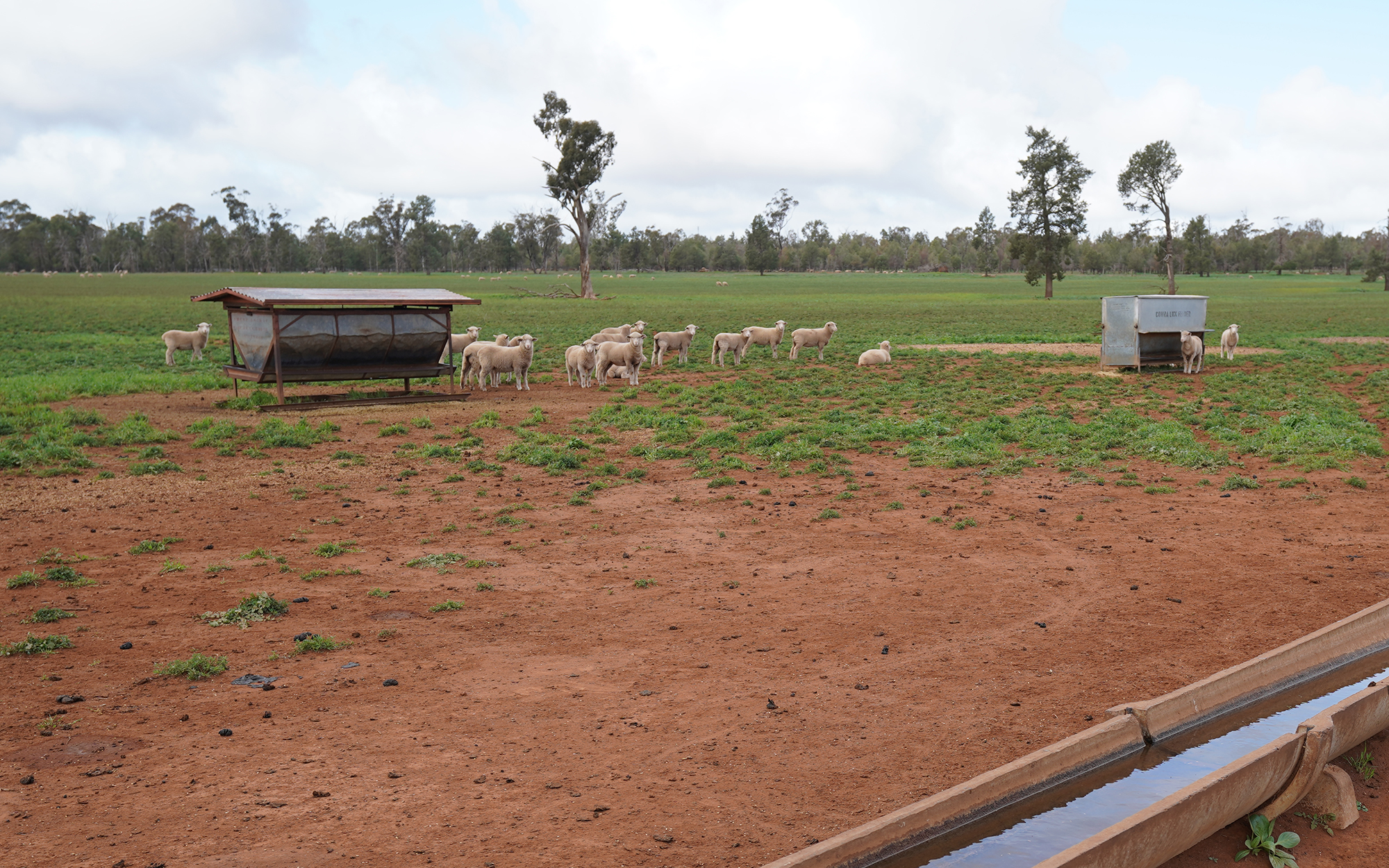 Sheep in a drought stricken paddock.