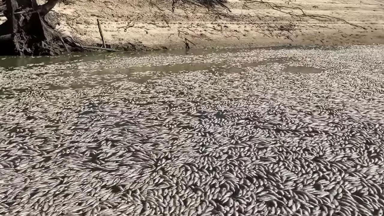 Dead fish in the river at Menindee
