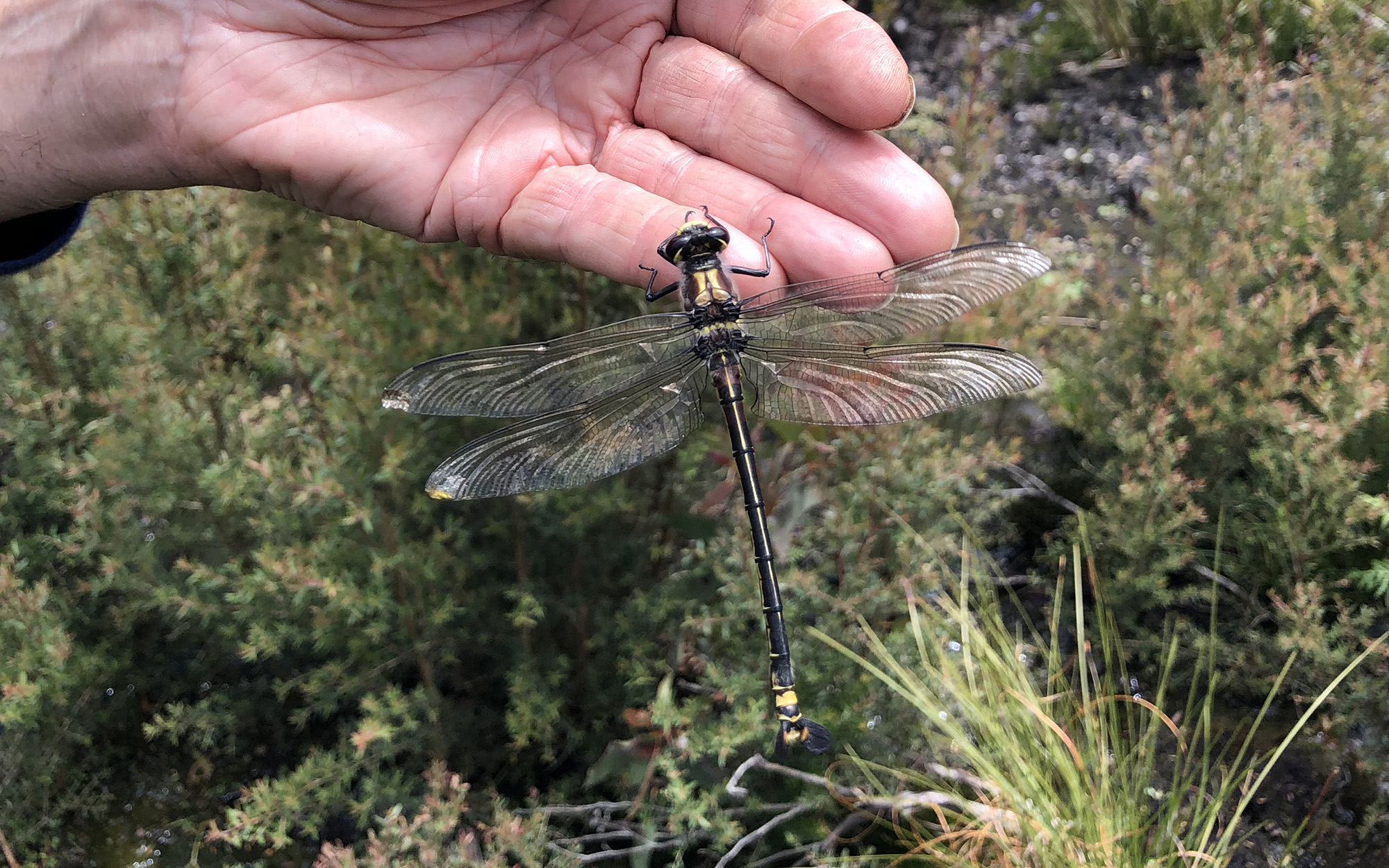 A giant dragonfly.