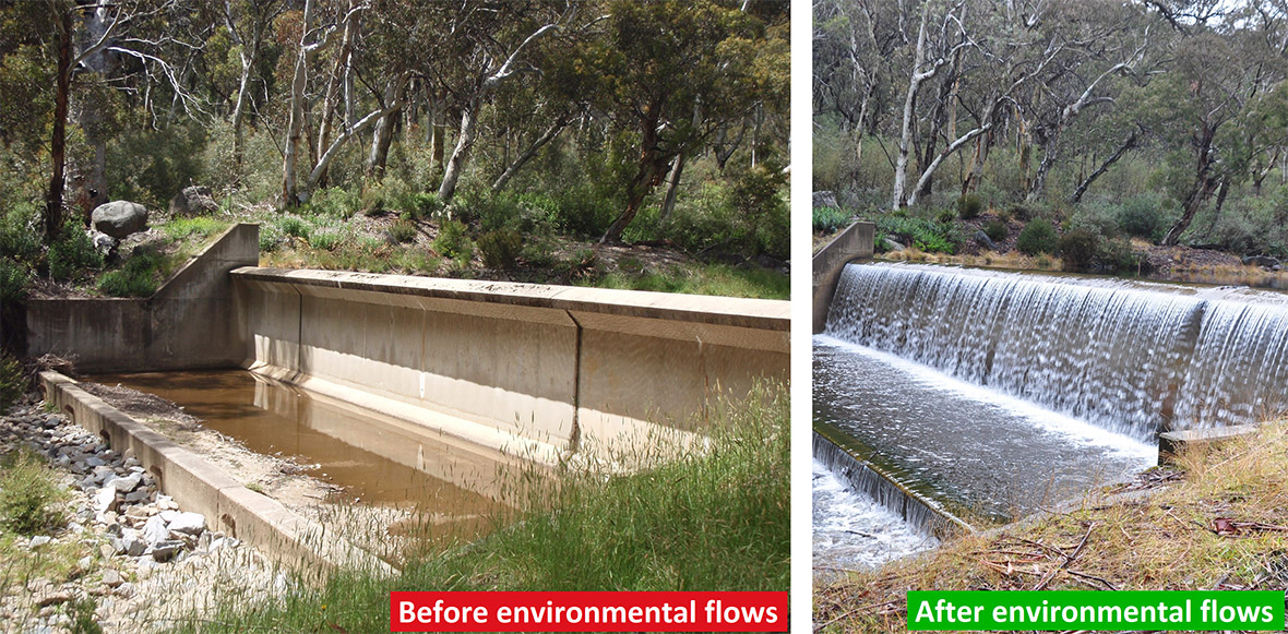 Before and After Environmental Flows