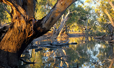 Yanco Creek in New South Wales.