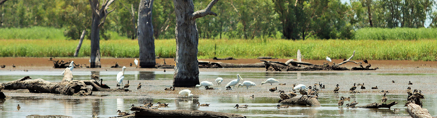Birds in a wetland