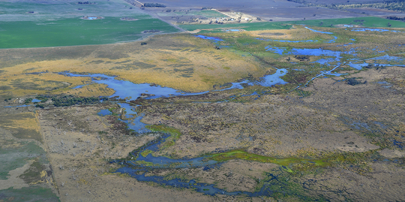 Gwydir Wetlands waterbird breeding grounds.