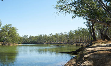 Red River Gums on the Murray River  - Image credit: Peter Robey DPE