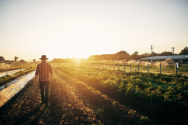Farmer walking though fields at sunset