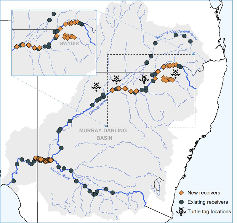 Map of the existing and new turtle receiver (detection) stations and turtle tag locations within the Murray-Darling Basin.