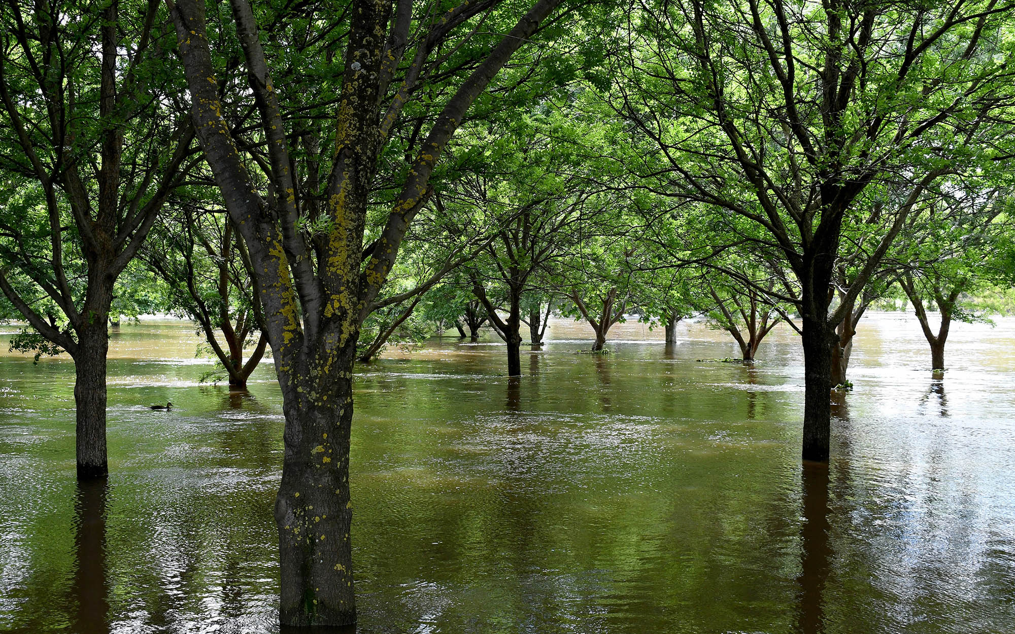 Trees submerged in water from flooded Lachlan River in Cowra, during November 2021 floods in central west NSW, Australia.
