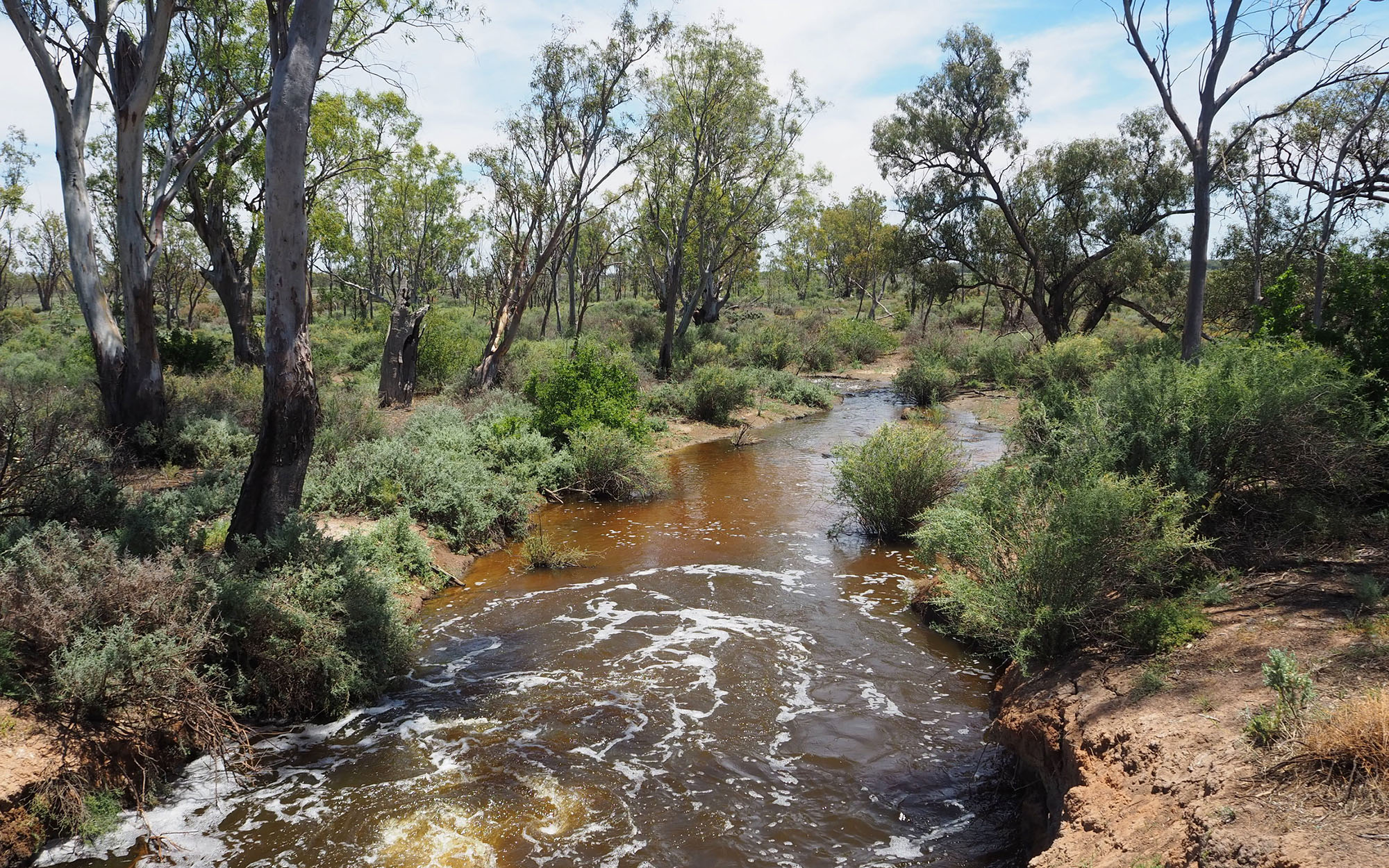 Kalyarr National Park, Hay, Lachlan River Visitor Area. Image courtesy of Jess Murphy