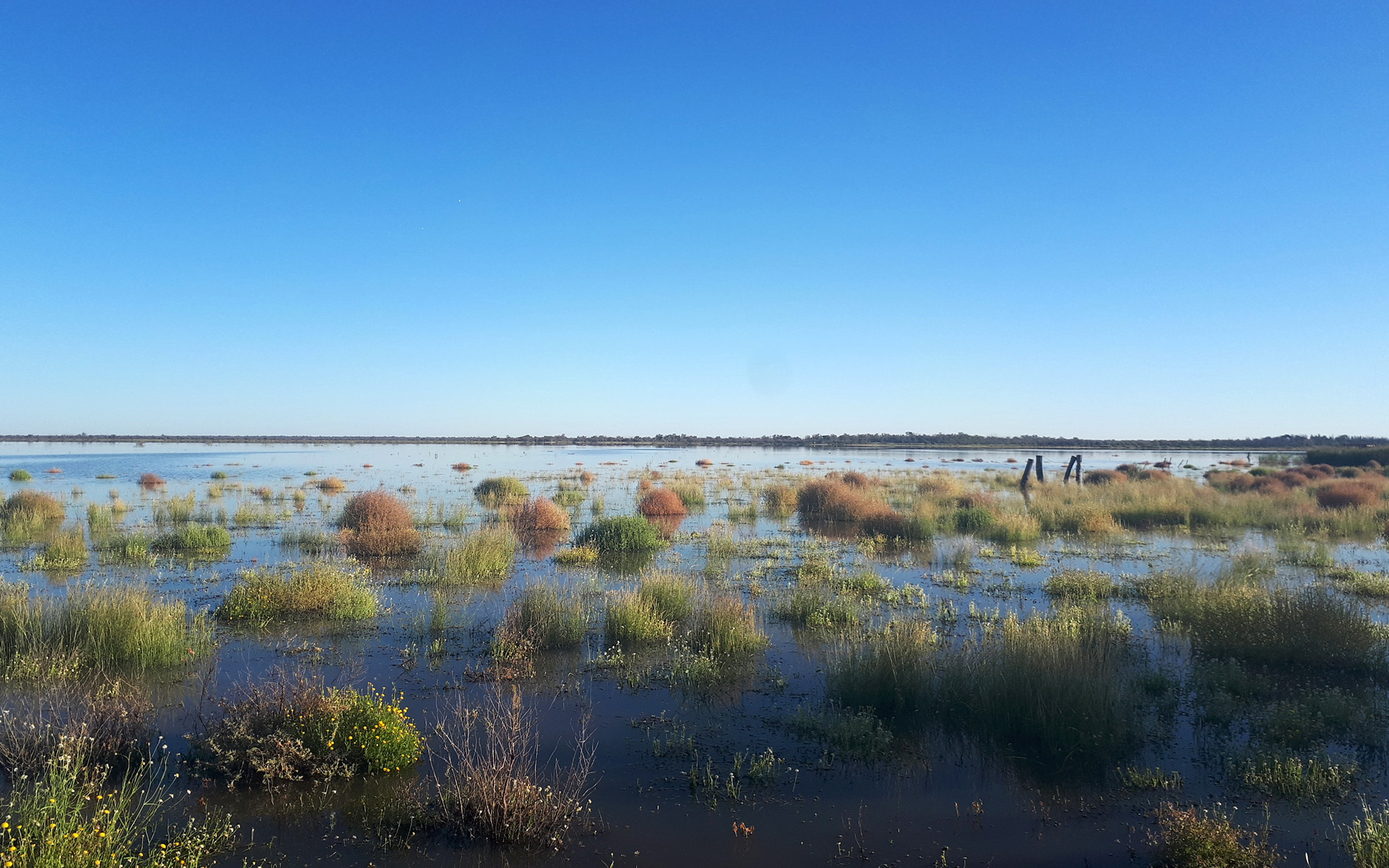 Narran Lake Nature Reserve in flood, April 2021.