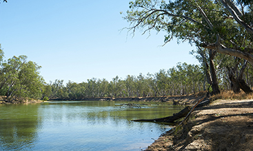 River Red Gums Eucalyptus camaldulensis on the banks of Murray River, Albury.