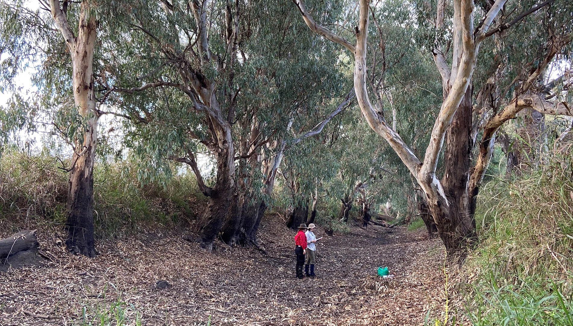 Measuring tree health along a flood path in the Namoi catchment.