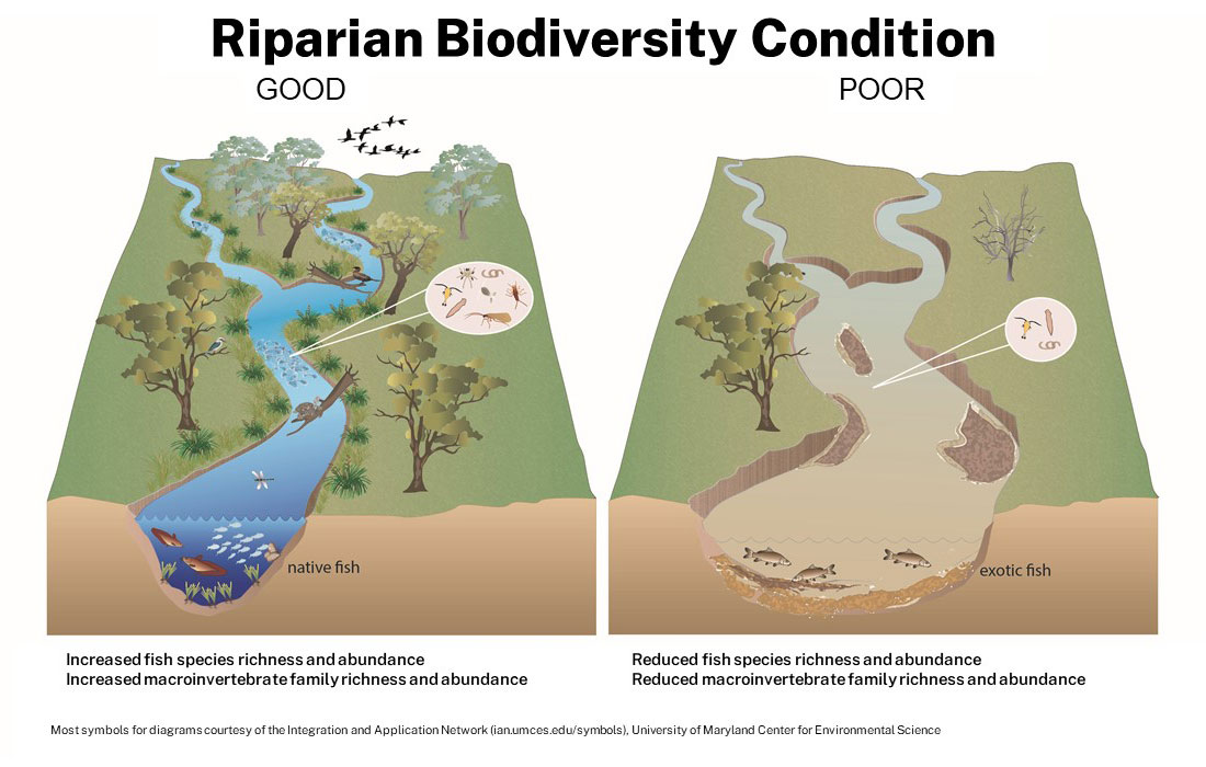 Good versus poor river biodiversity condition