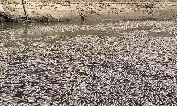 Dead fish in river