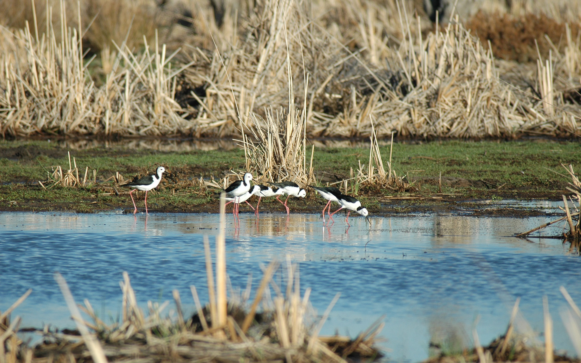 Bird in the wetlands 