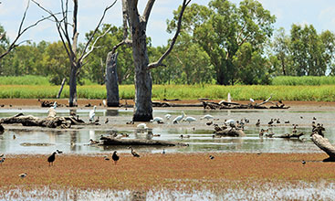 Mixed Waterbirds - Sinclair's Lagoon - Macquarie Marshes