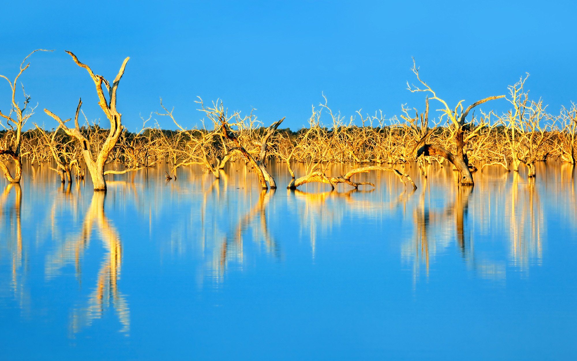 Trees submerged in man-made lake, in glorious sunset light.  Menindee, outback New South Wales, Australia.