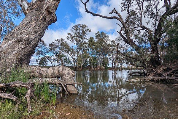 Floodplain pools provide important habitats for native frogs, fish birds and other water dependent fauna. Whittaker Lagoon, Gwydir catchment. 