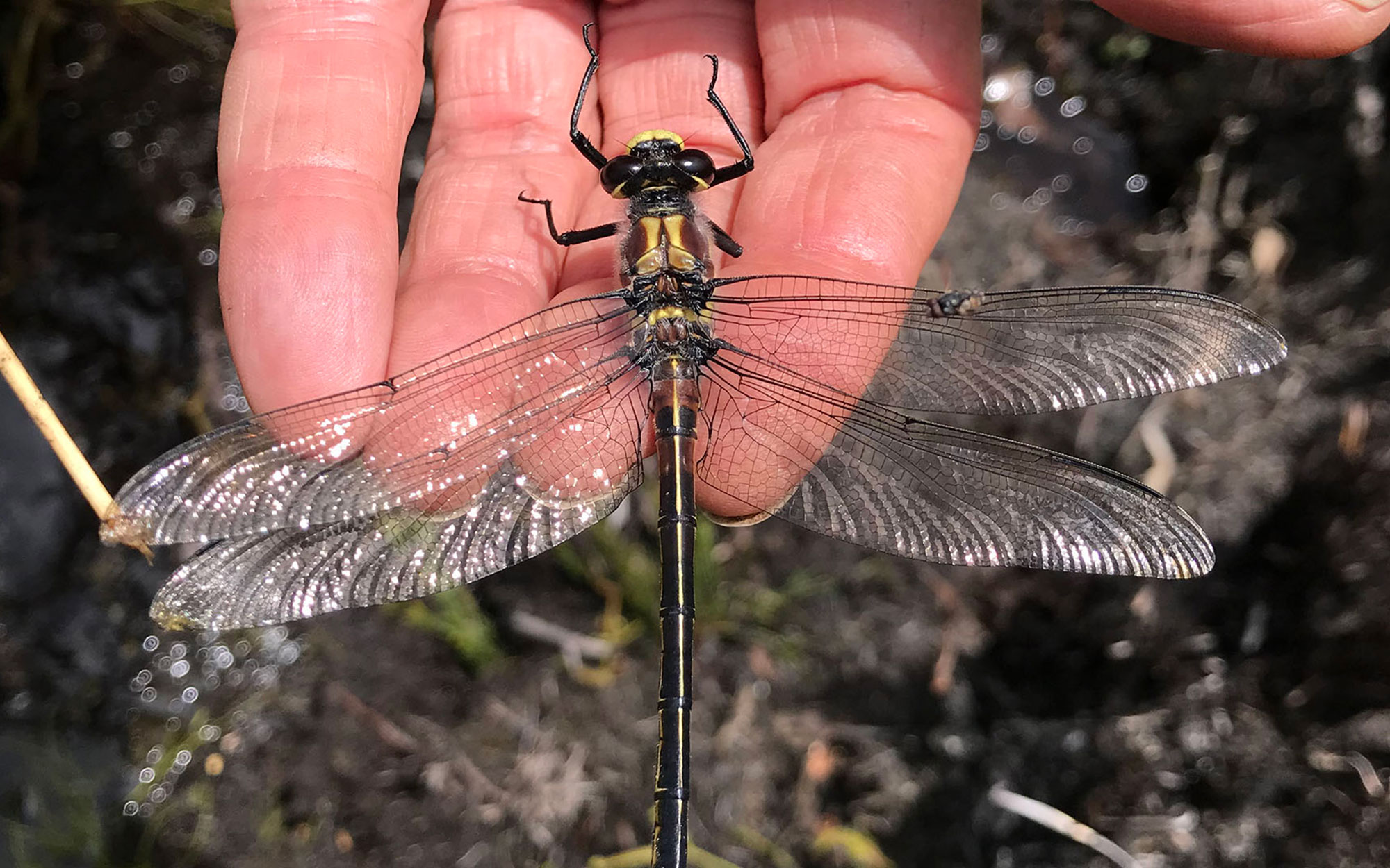 Male giant dragonfly on hand