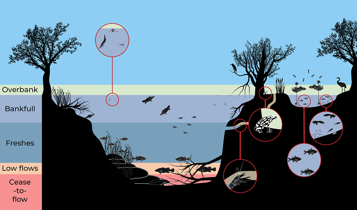 Conceptual model of the main flow categories and what areas of a river they.