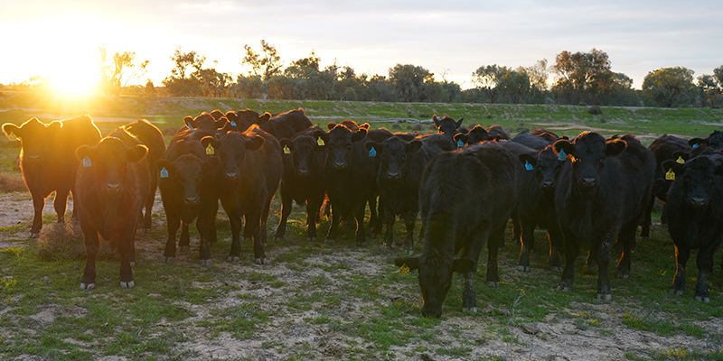 Livestock grazing at sunset.