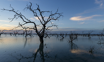 Sunset at a lagoon with a blue sky and dead trees in the water