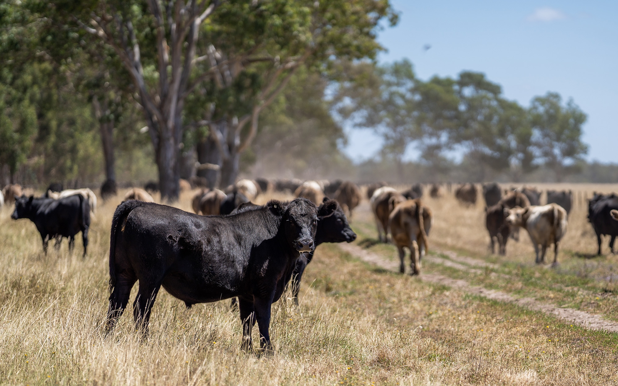 Cows in a paddock