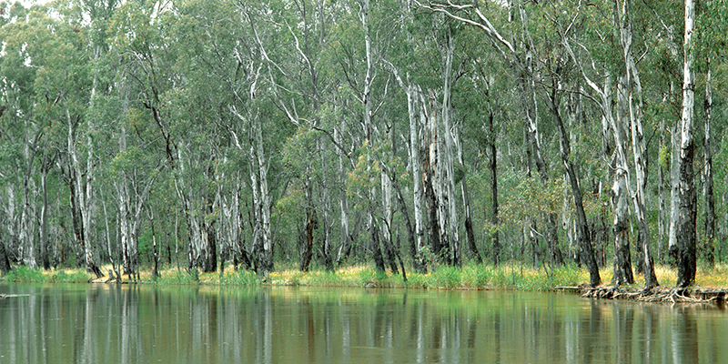 River red gums, Murray River.