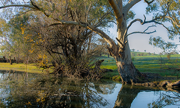 A magnificent River Redgum overhanging a pool on the Belubula River