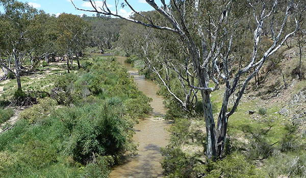 Lachlan River NSW DPI