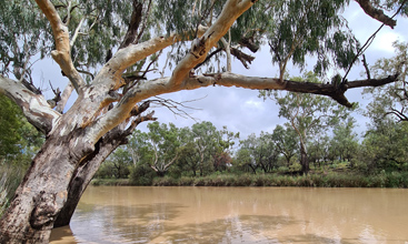 Surface Water along a river bank with an overhanging eucalyptus tree