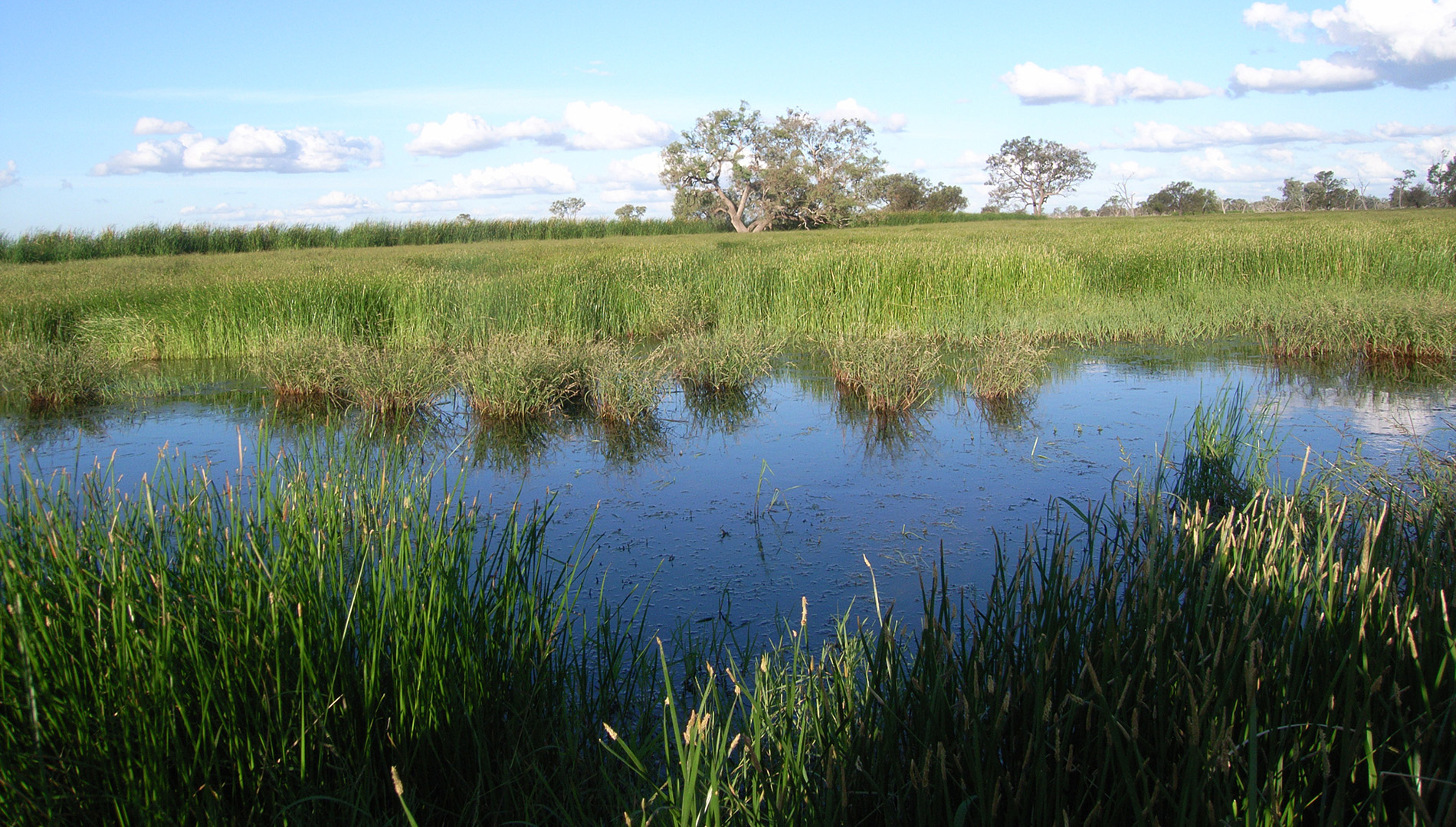 Floodplain vegetation in the Gwydir catchment.