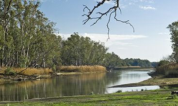 Barmah NSW Murray River at Broken Creek Junction.