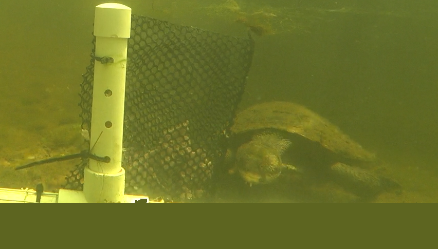A Manning River Turtle captured on video by a Baited Remote Underwater Video (BRUV), the turtles are attracted to the bait which is attached to the BRUV frame.