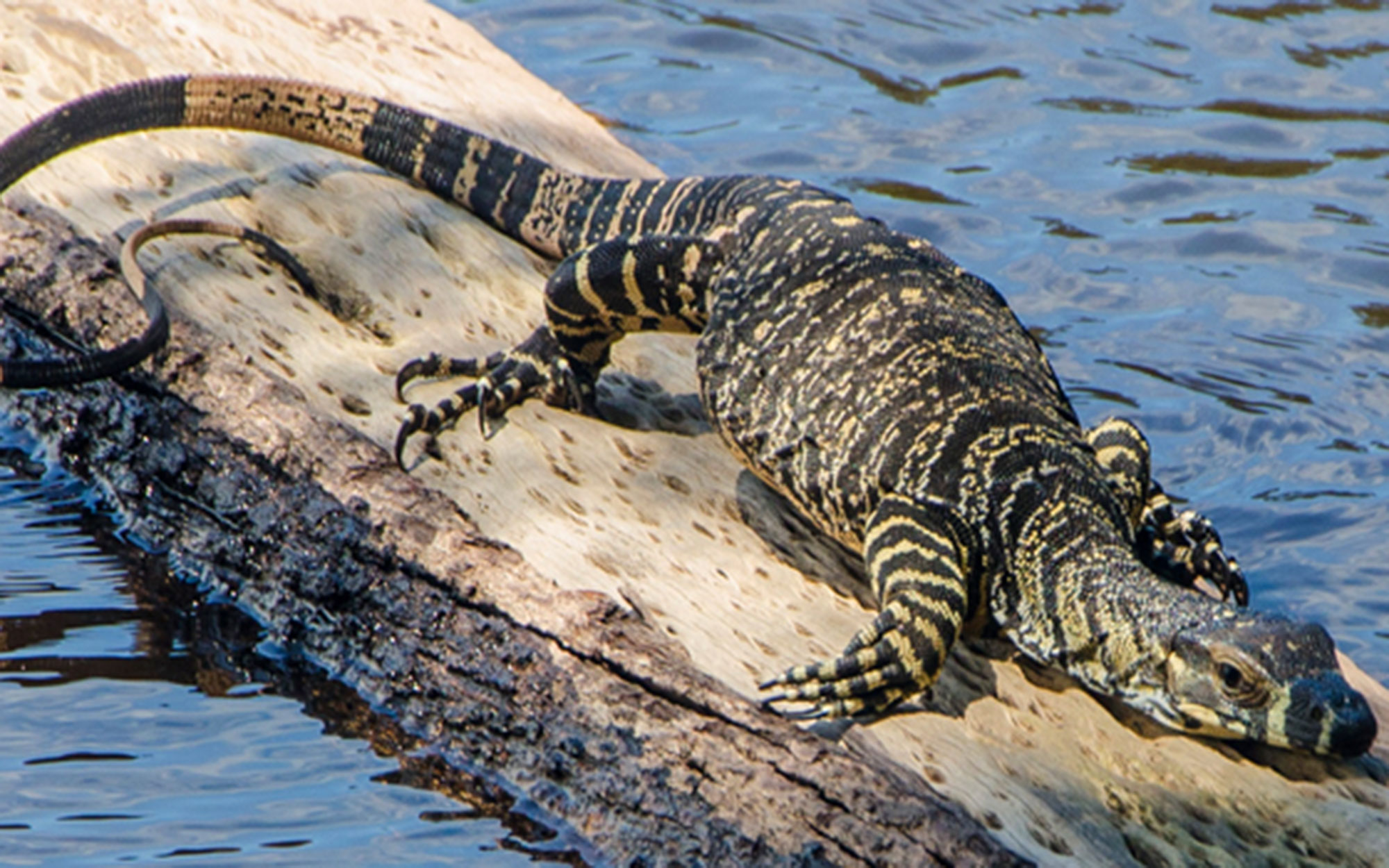 Lace Monitor lizard on a log in the water 