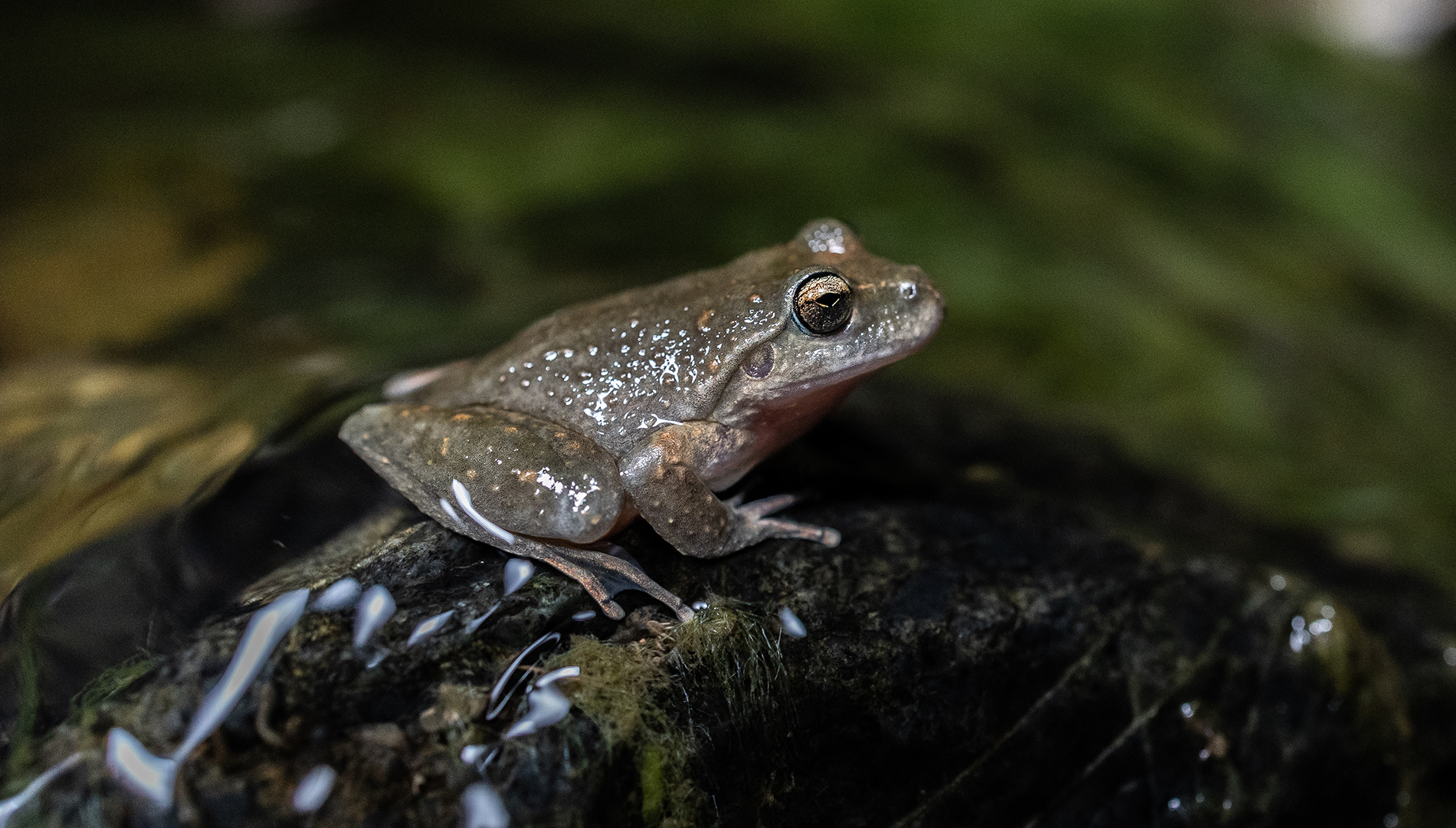 Endangered Booroolong frog (Litoria booroolongensis) sitting in a flowing stream habitat. Image credit: Alex Pike - Department of Planning and Environment.