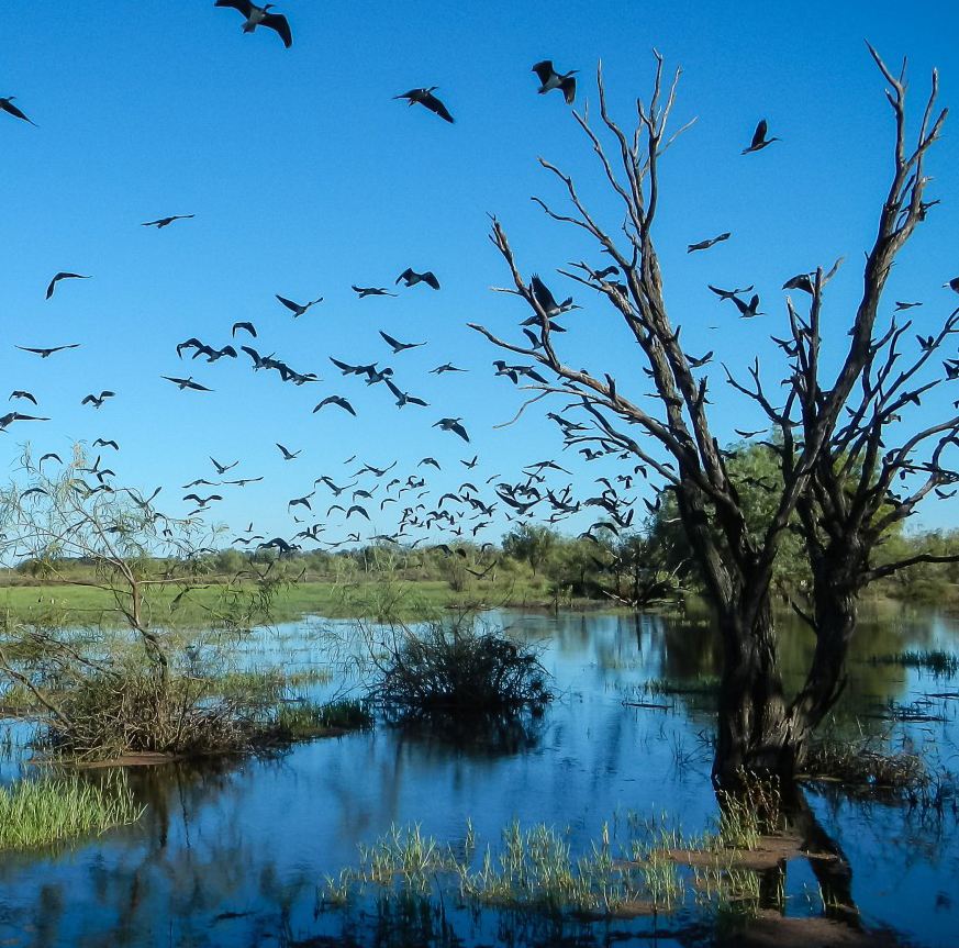 Ibis birds take flight on the Gwydir Wetlands.