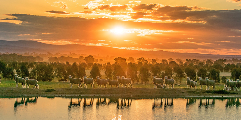 Sheep in the paddock at sunset.