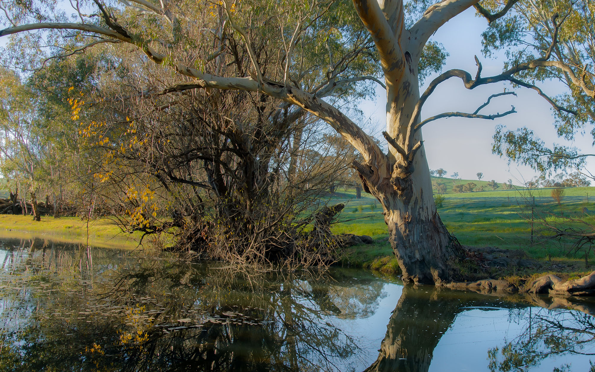 A magnificent River Redgum overhanging a pool on the Belubula River