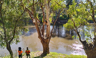 Two men in high vis looking at the river with gum tress all around. Image credit: Siv Teh DPE 