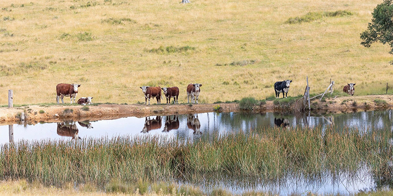 Cows standing by a dam