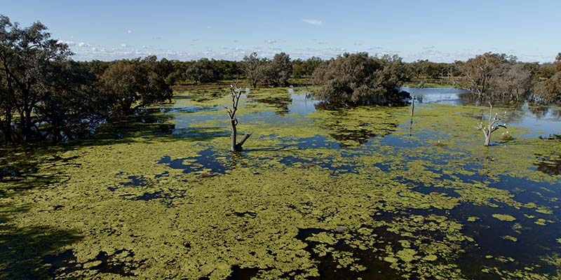 Macquarie Marshes