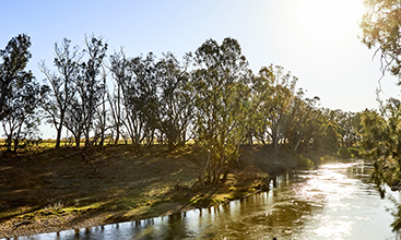 Afternoon sun shining over the Macquarie River near Dubbo.