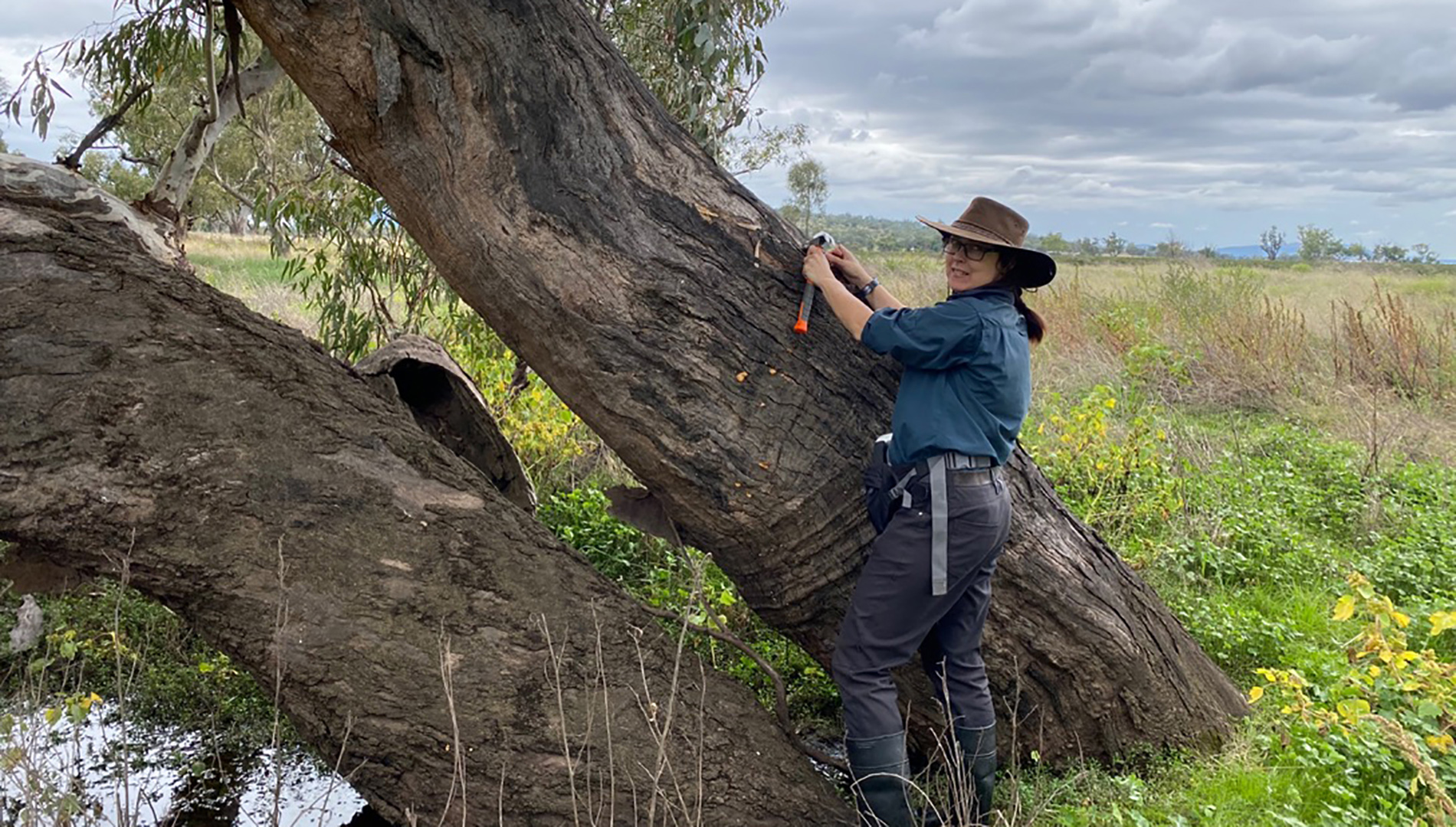 Floodplain trees are measured and tagged by department scientists.