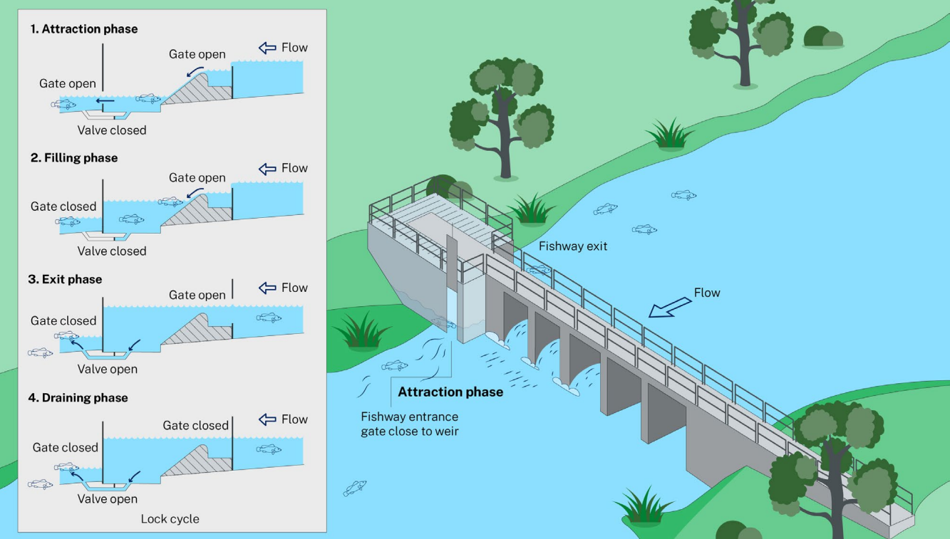 Conceptual layout of a lock fishway