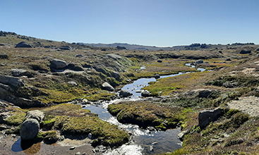 Lesueur's Frog on banks of the Snowy River - Image credit: Daniel Coleman DPE