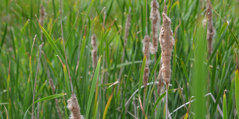 Close up of water reeds 