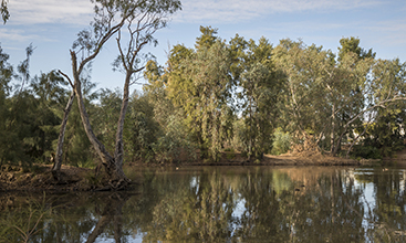  Wollundry Lagoon surrounded by river gum and sheoak trees, Wagga Wagga.