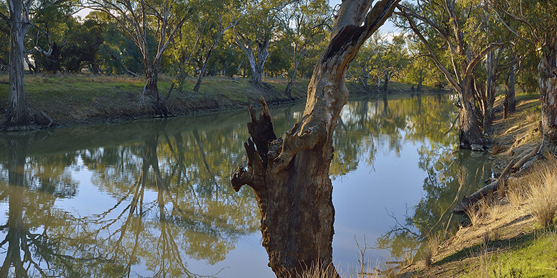 Banks of the river with gum trees 